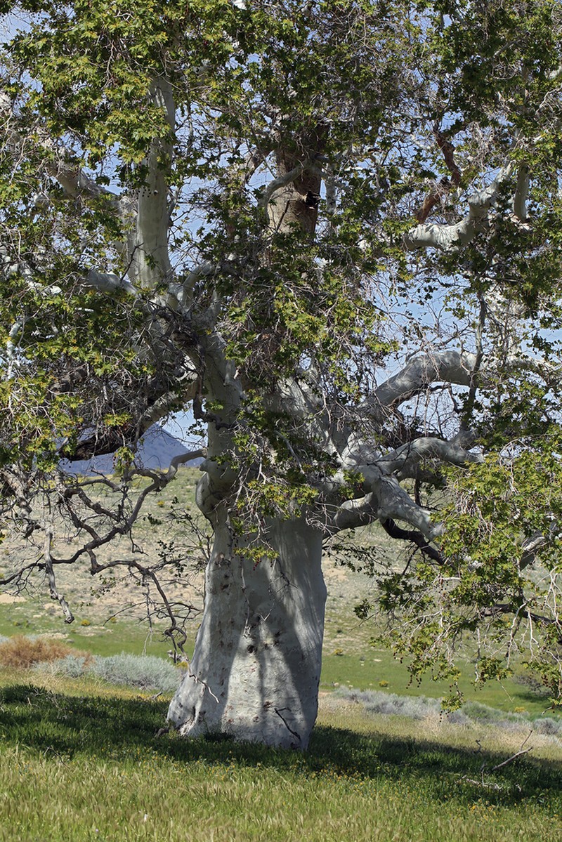 California Sycamore photo 4