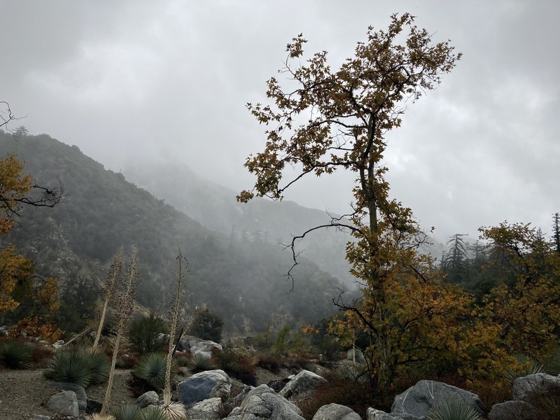 California Sycamore photo 5