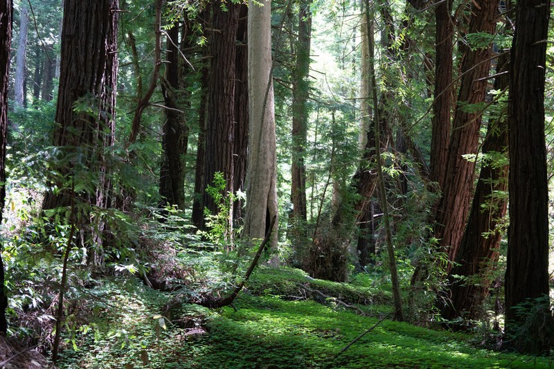 California Sycamore photo 6