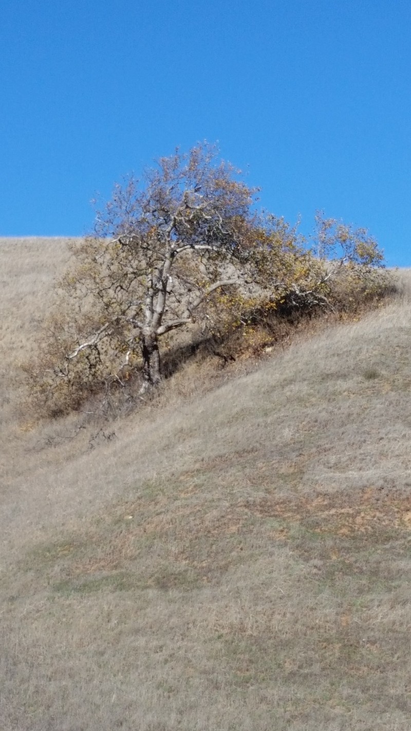 California Sycamore photo 7