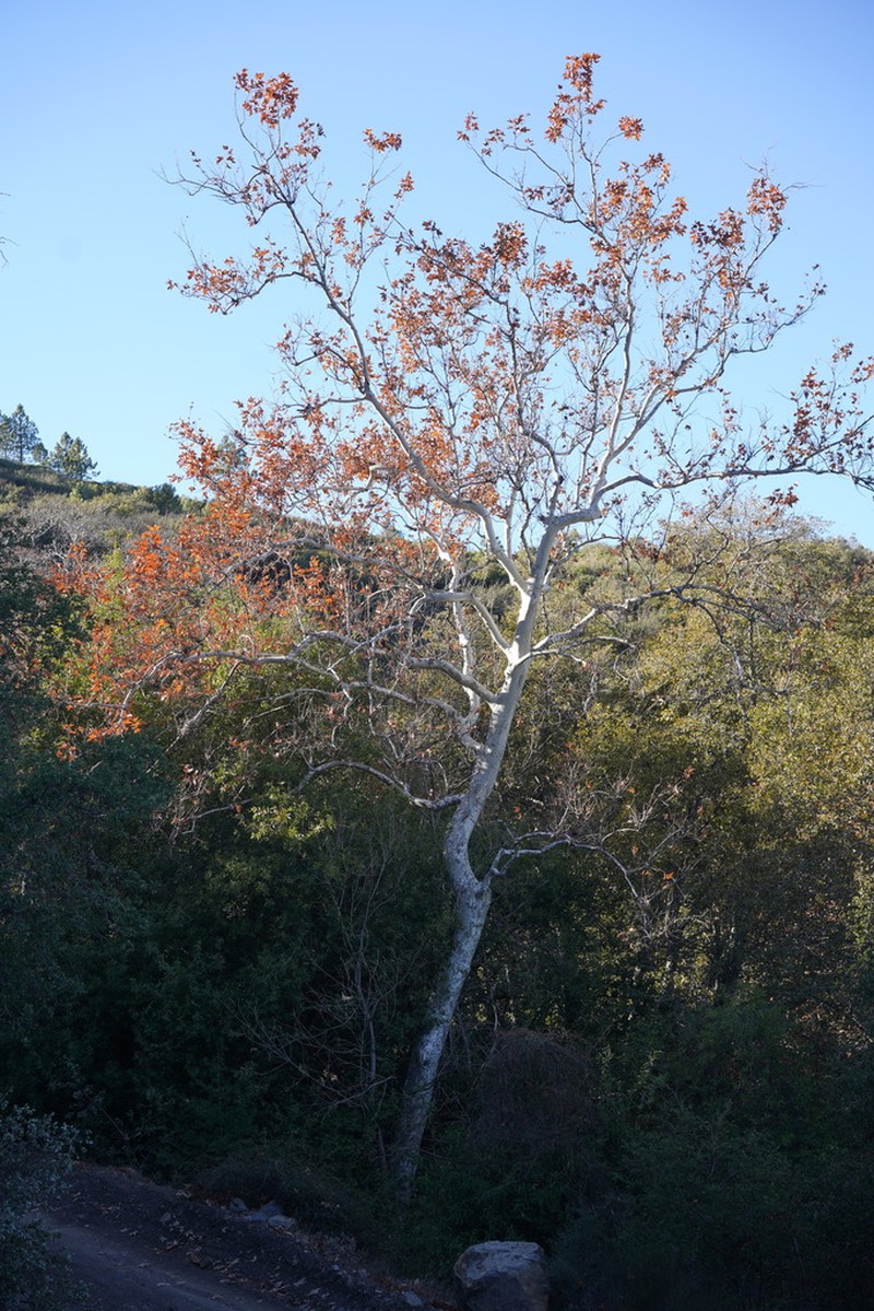 California Sycamore photo 8