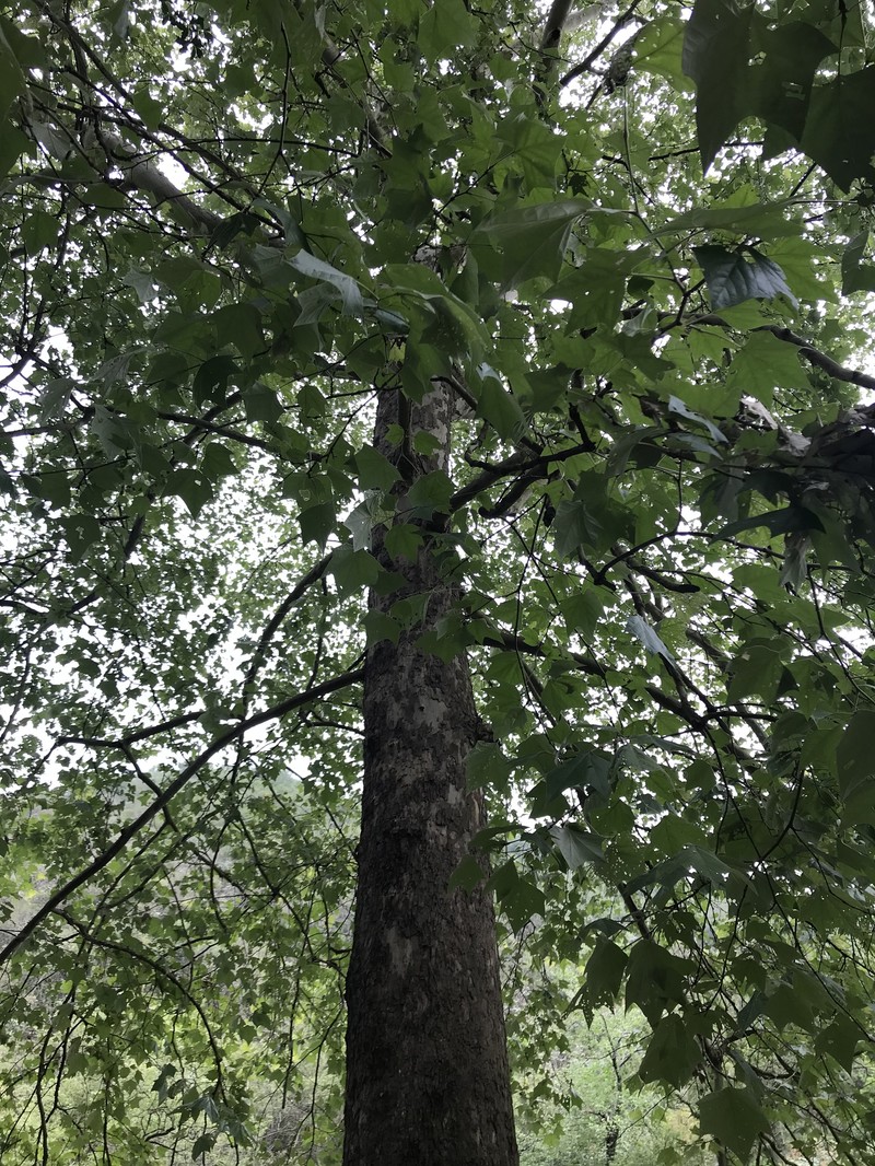Platanus rzedowskii
