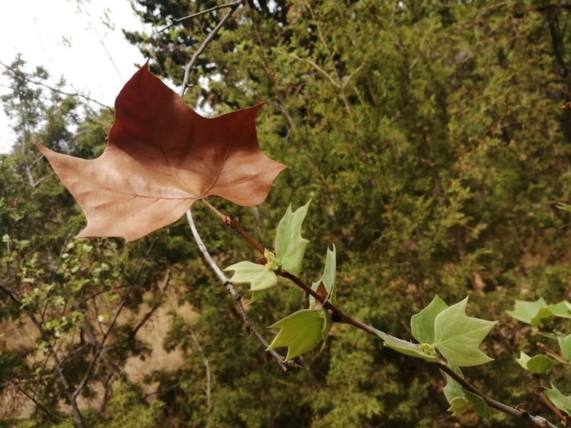 Platanus rzedowskii photo 3