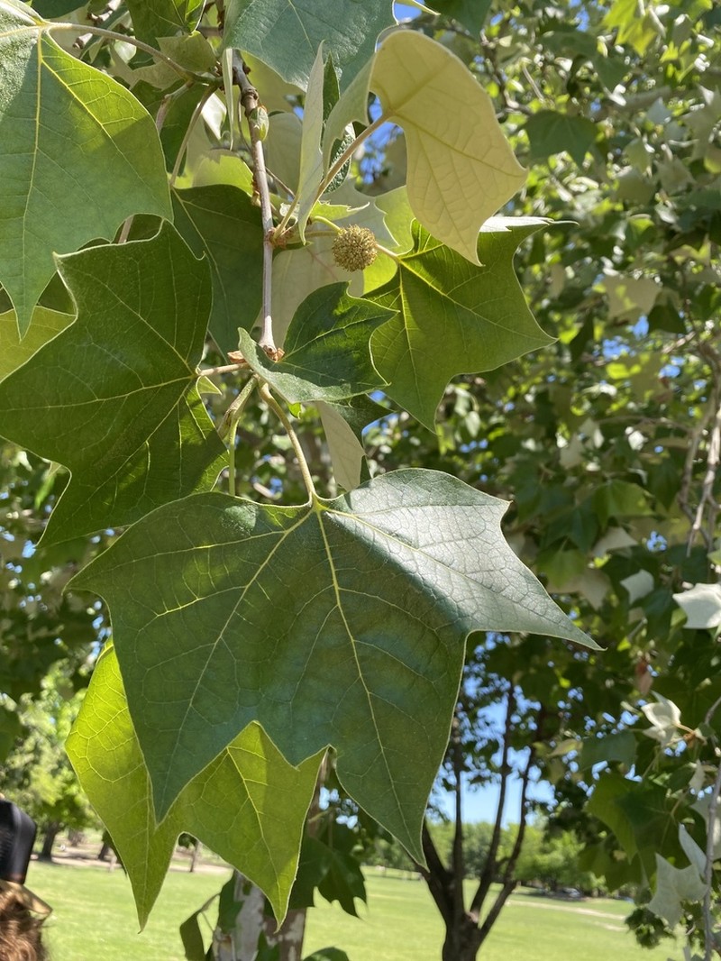 Platanus rzedowskii photo 4