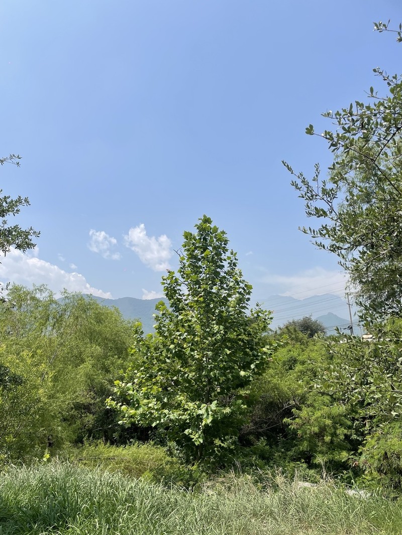Platanus rzedowskii photo 5