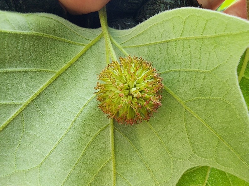 Platanus rzedowskii photo 6