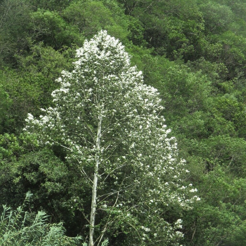 Platanus rzedowskii photo 7
