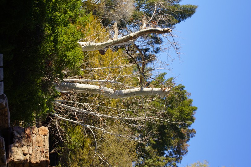 Arizona Sycamore photo 4