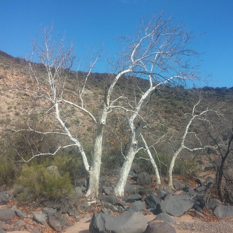 Arizona Sycamore photo 5