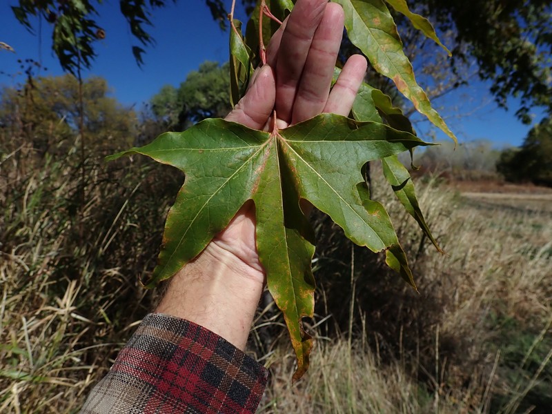 Arizona Sycamore photo 2