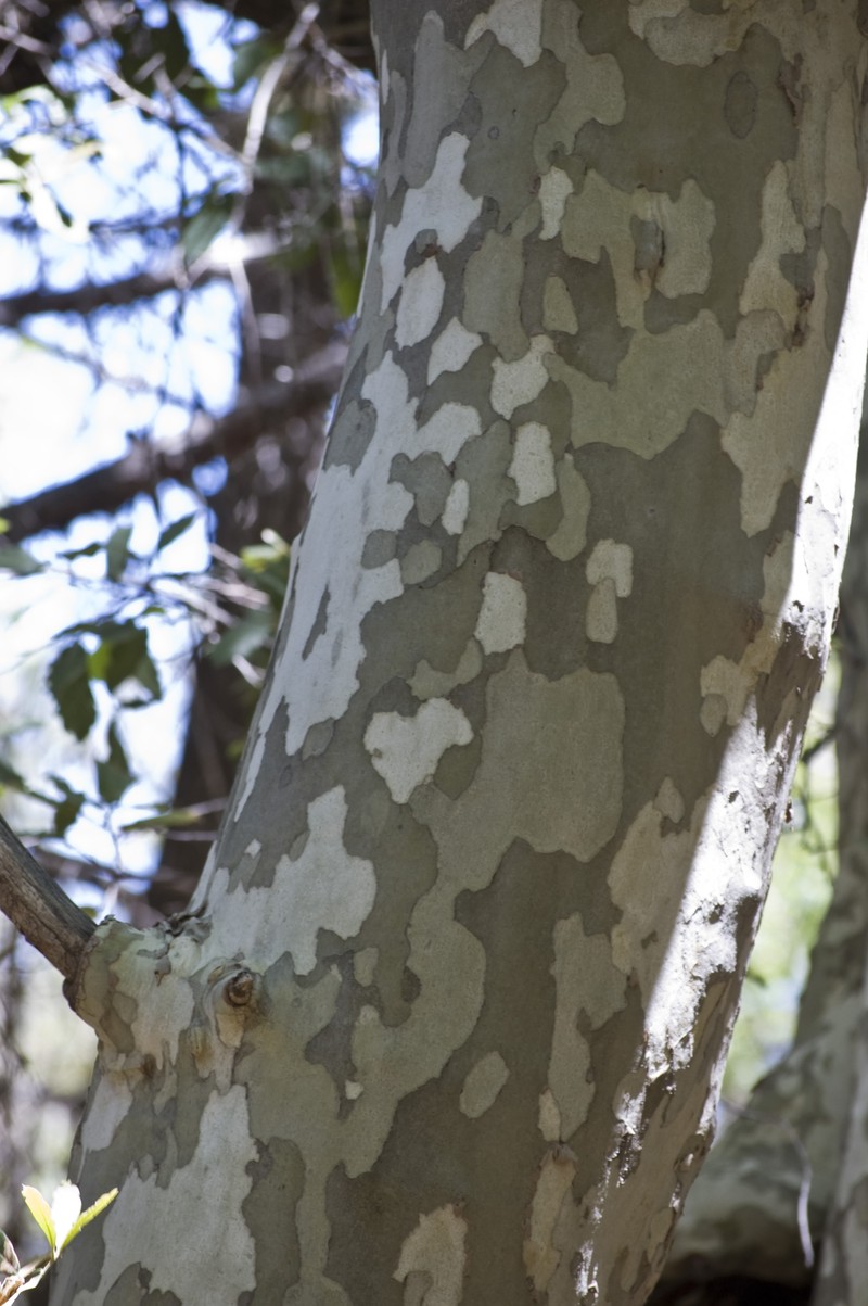 Arizona Sycamore photo 3