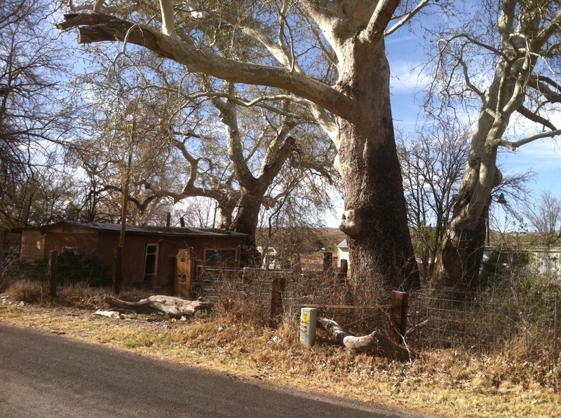 Arizona Sycamore photo 4