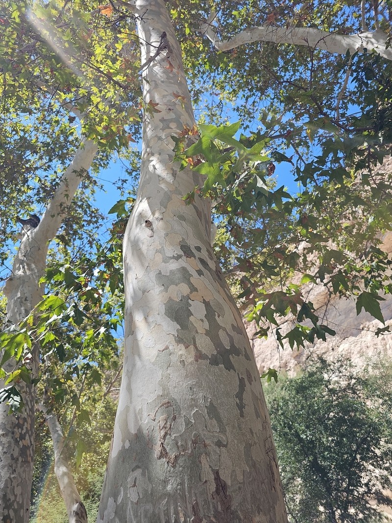 Arizona Sycamore photo 5