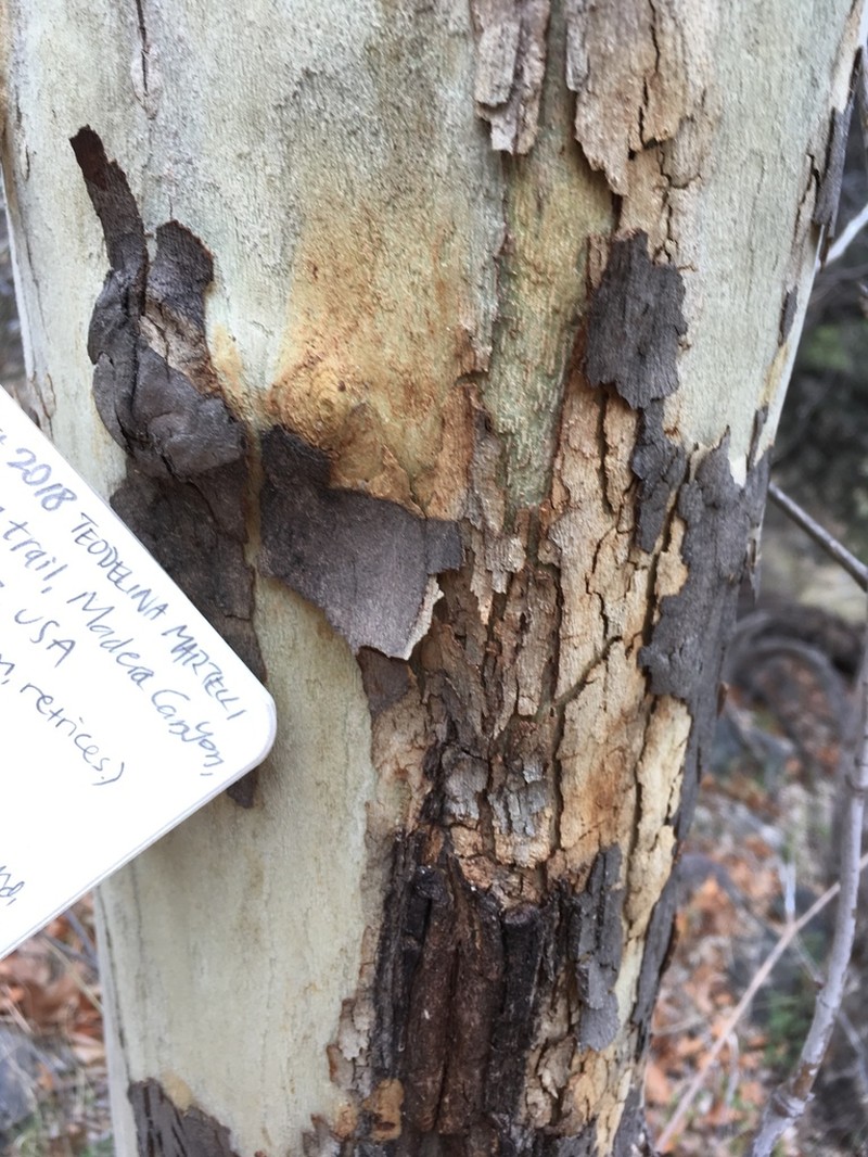 Arizona Sycamore photo 6