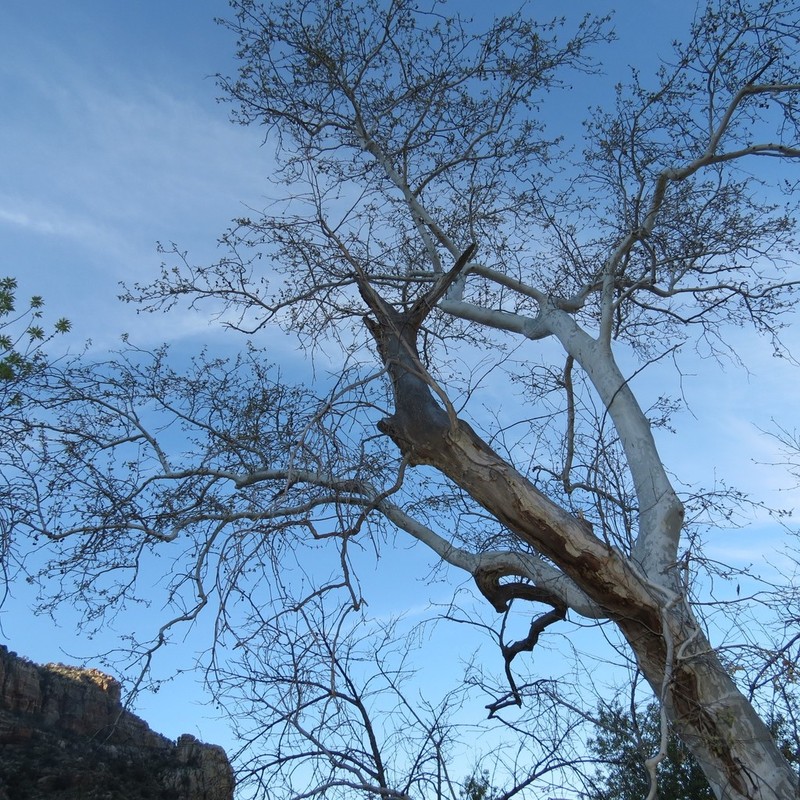 Arizona Sycamore photo 7