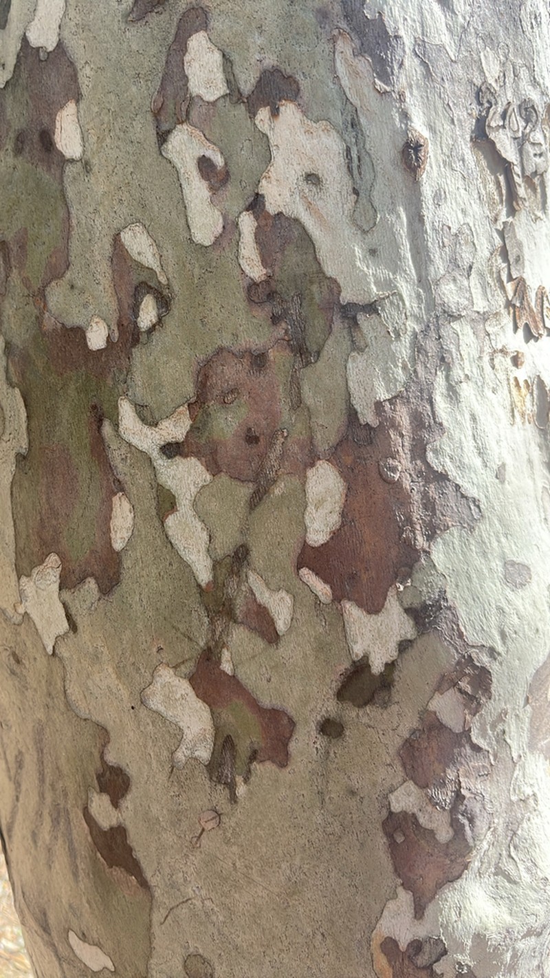 Arizona Sycamore photo 8