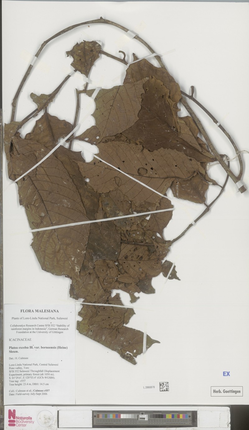 Platea excelsa var. borneensis