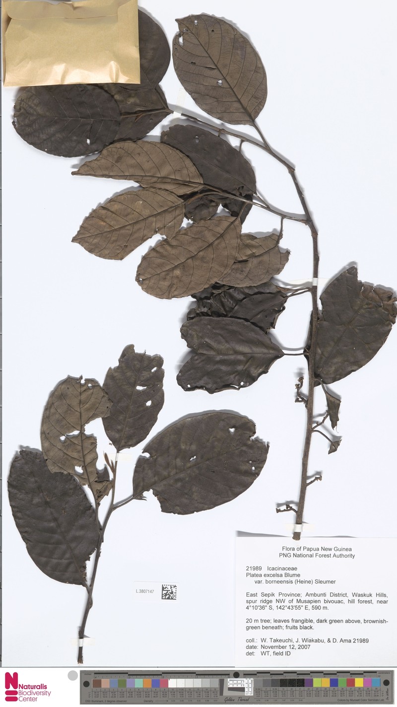 Platea excelsa var. borneensis photo 2
