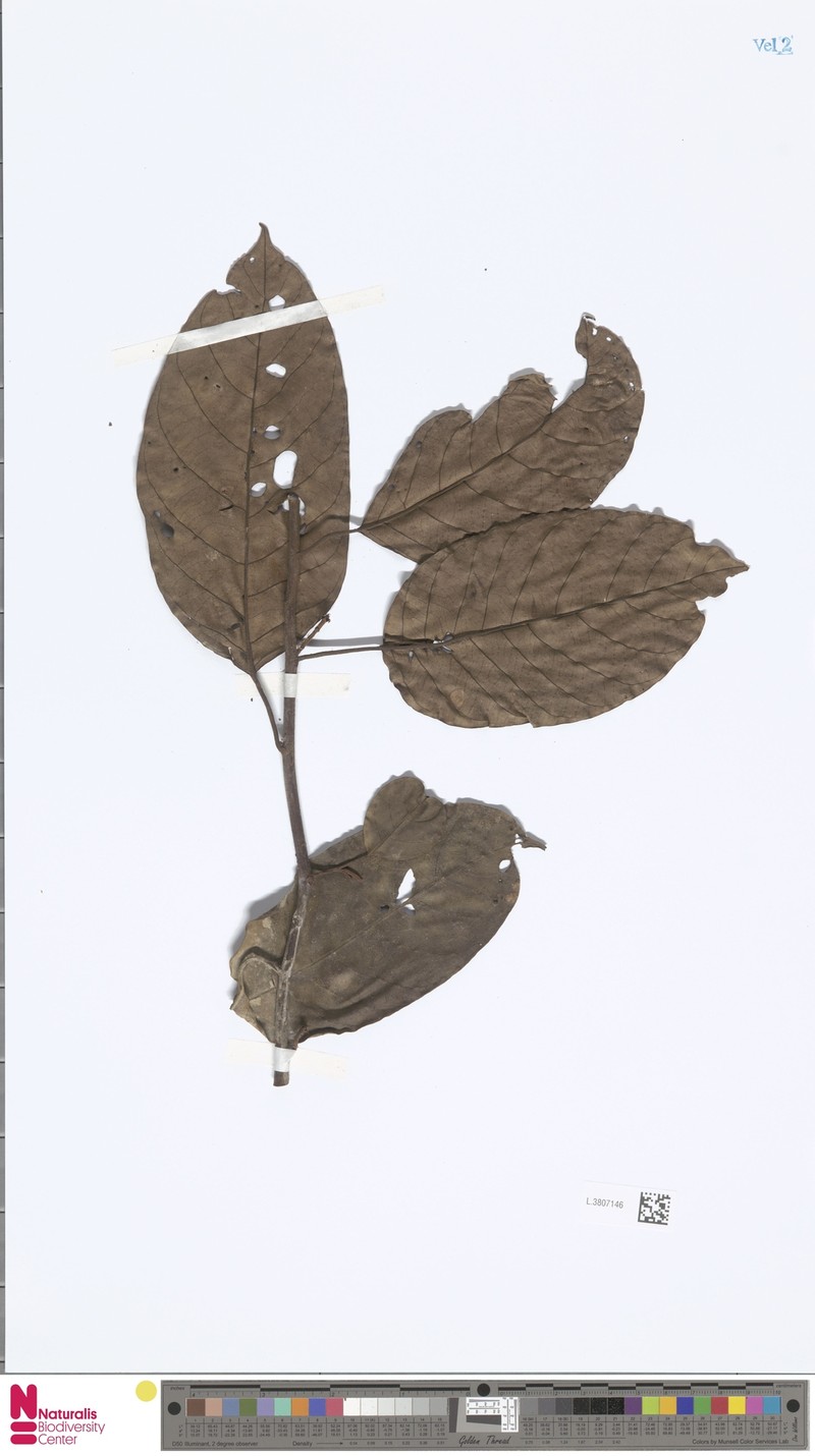 Platea excelsa var. borneensis photo 3