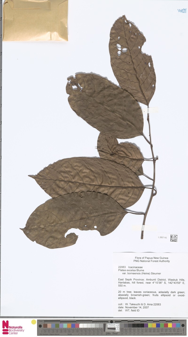 Platea excelsa var. borneensis photo 4