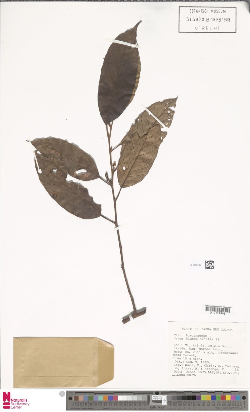 Platea excelsa var. excelsa