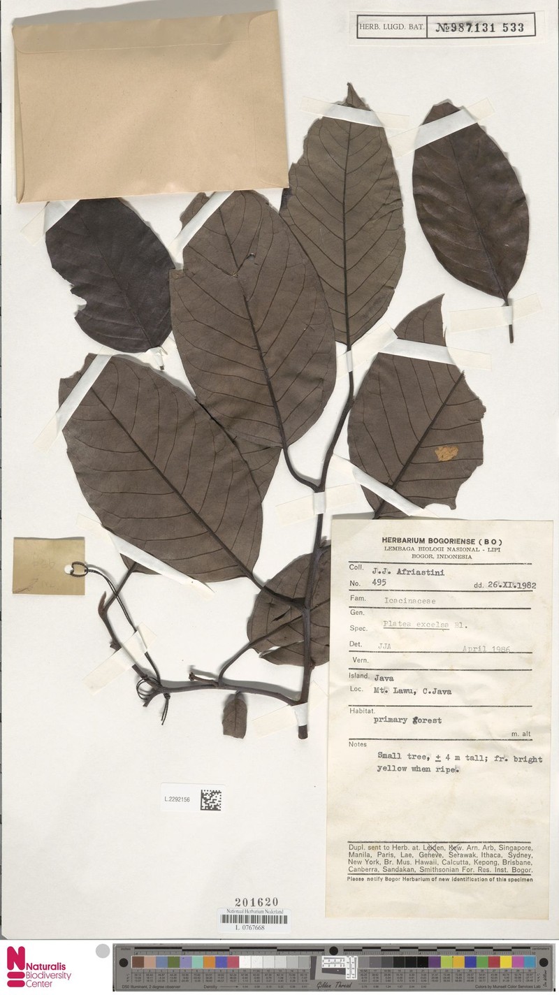 Platea excelsa var. excelsa photo 2