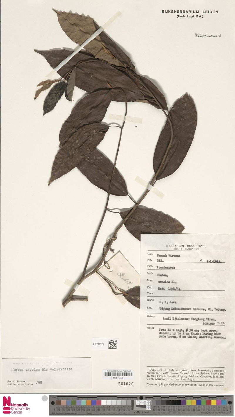 Platea excelsa var. excelsa photo 3