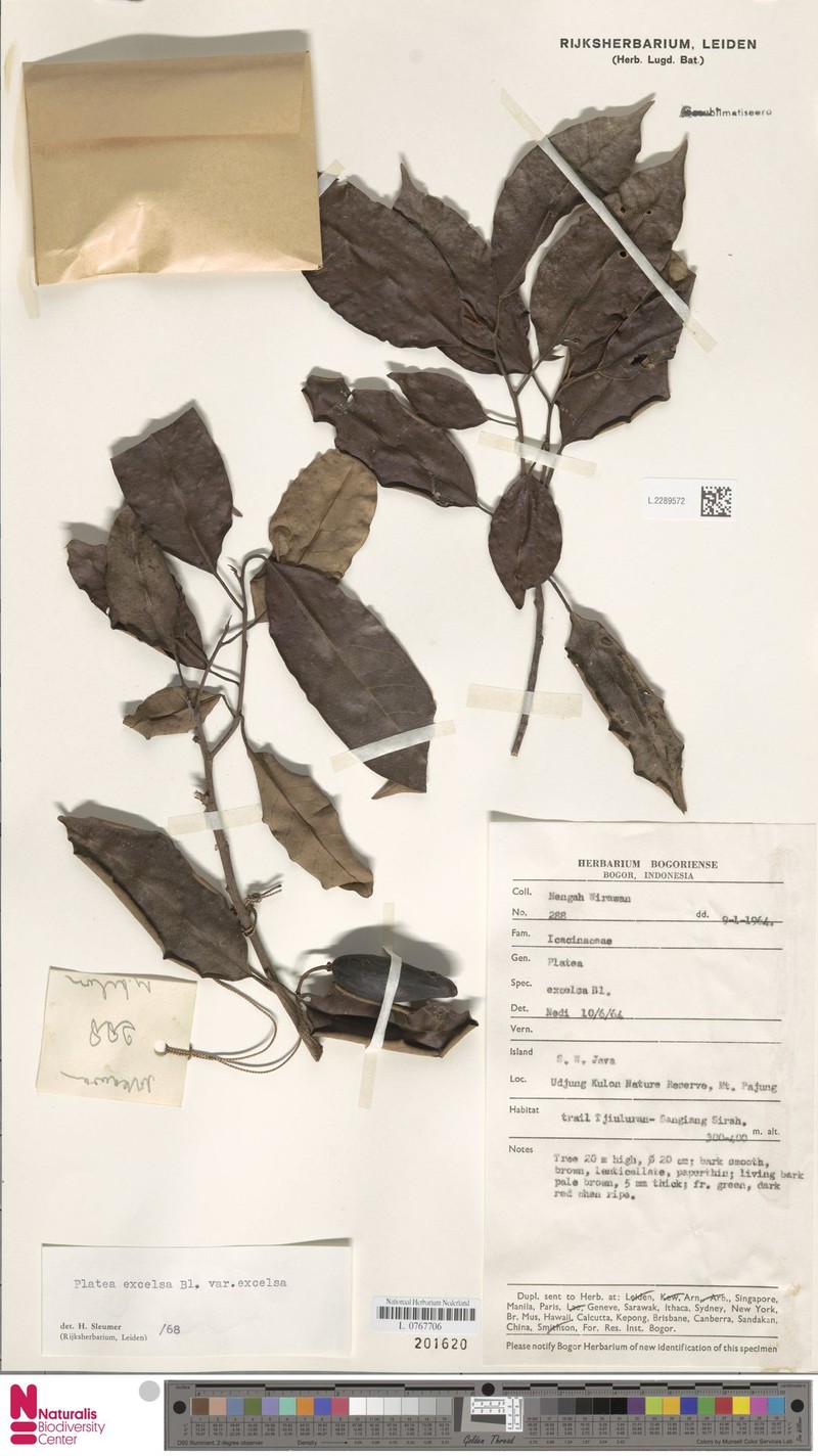 Platea excelsa var. excelsa photo 4