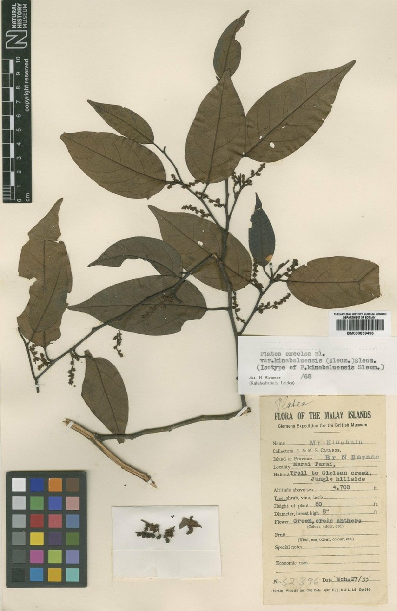 Platea excelsa var. kinabaluensis