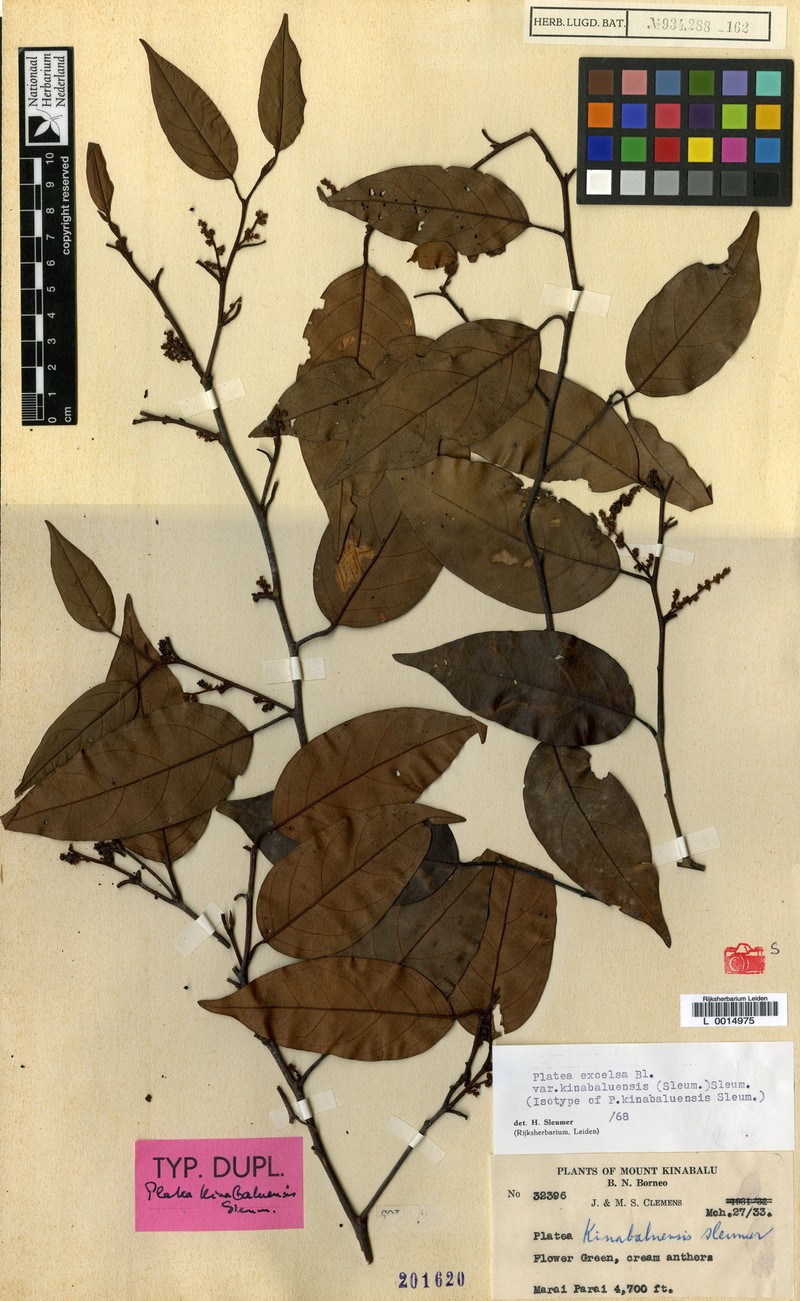 Platea excelsa var. kinabaluensis photo 2