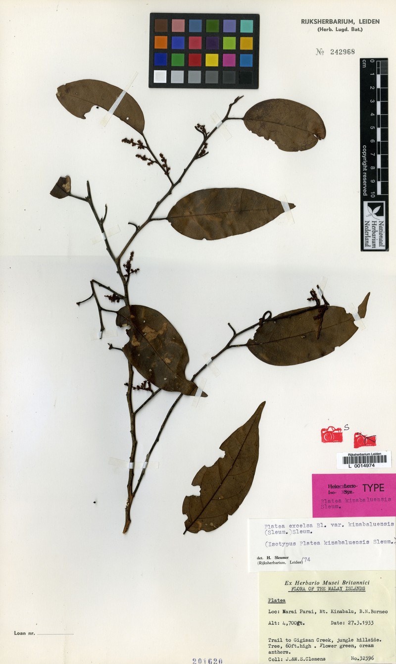 Platea excelsa var. kinabaluensis photo 3