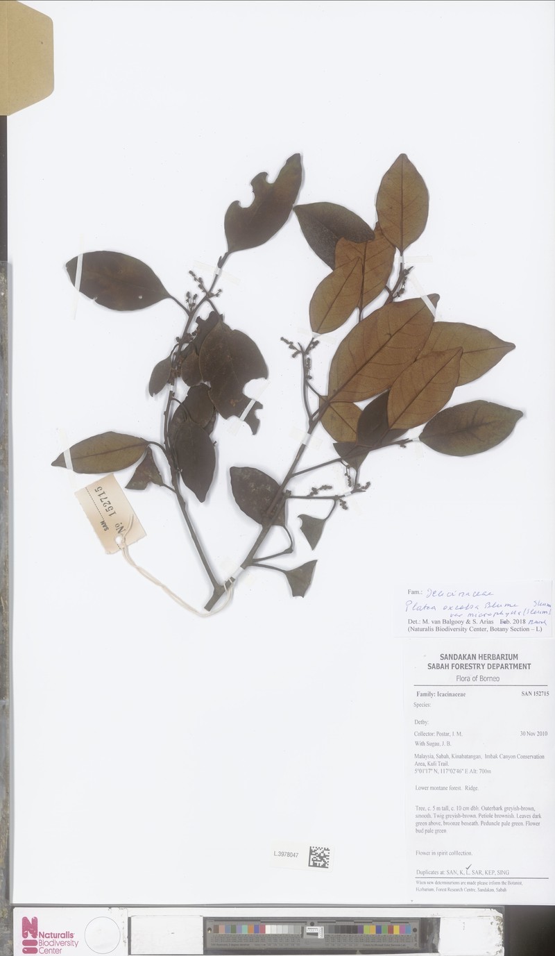 Platea excelsa var. microphylla