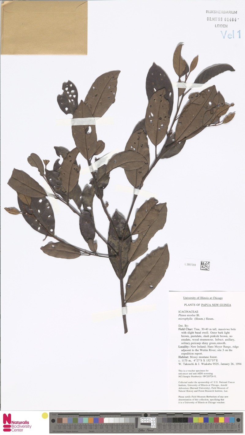 Platea excelsa var. microphylla photo 2