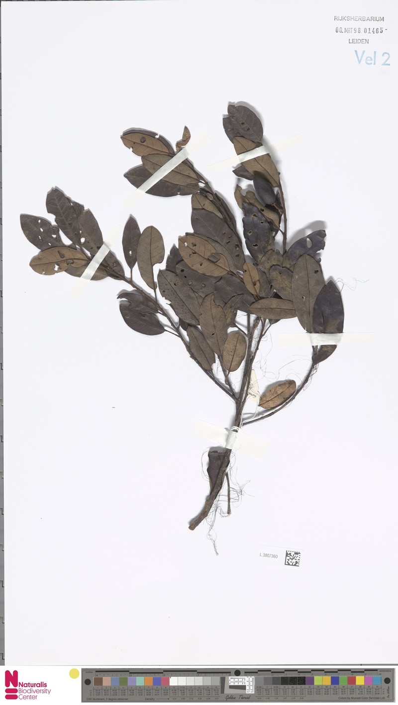 Platea excelsa var. microphylla photo 3