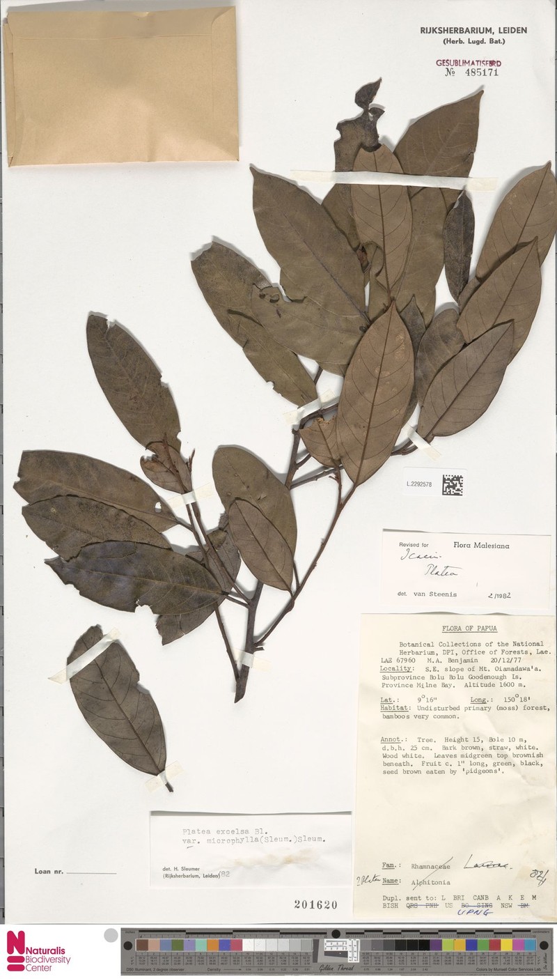 Platea excelsa var. microphylla photo 4