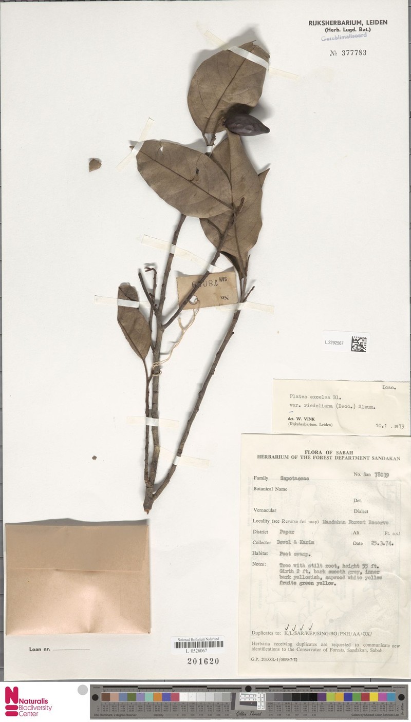 Platea excelsa var. riedeliana photo 2