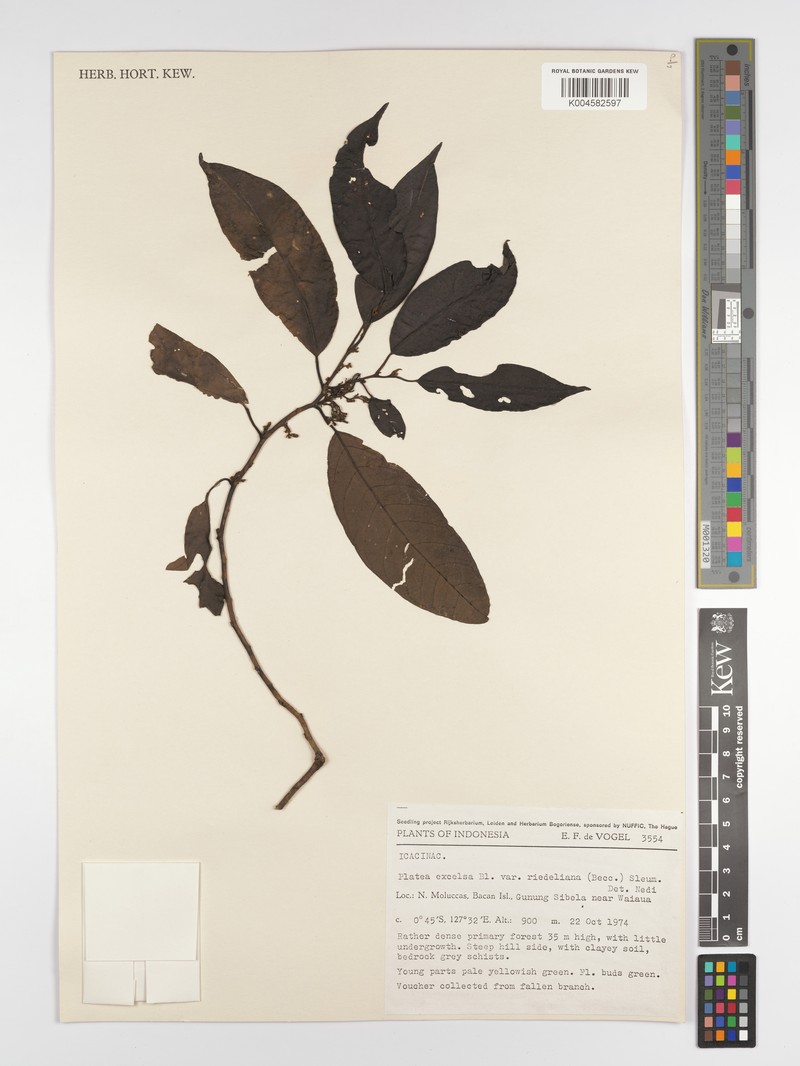 Platea excelsa var. riedeliana photo 3