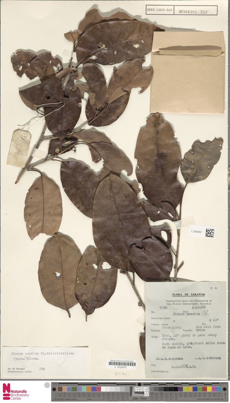 Platea excelsa var. riedeliana photo 4