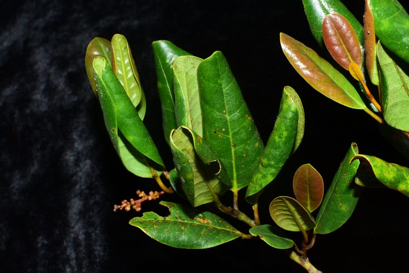Platea hongiaoensis photo 3