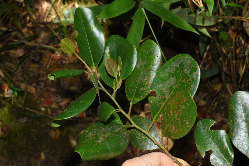 Platea hongiaoensis photo 4