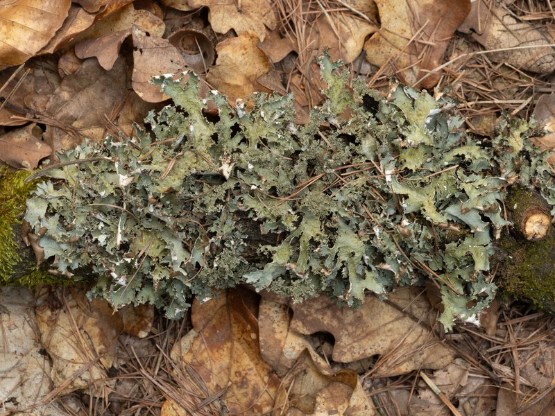 Ragged Lichen photo 2