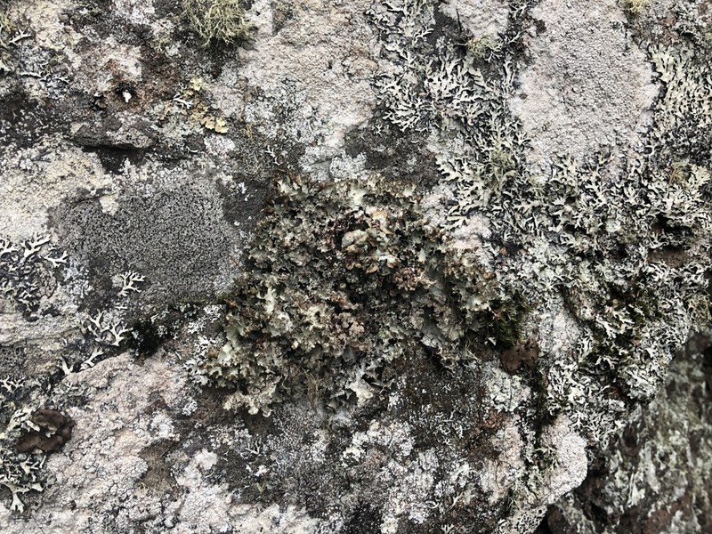 Ragged Lichen photo 3