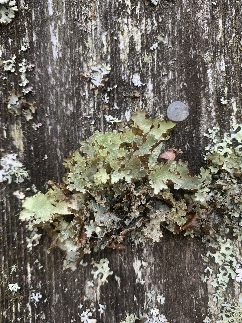 Ragged Lichen photo 4