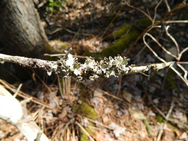 Ragged Lichen photo 5