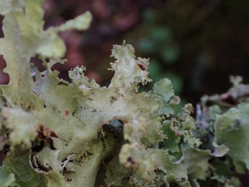 Ragged Lichen photo 6