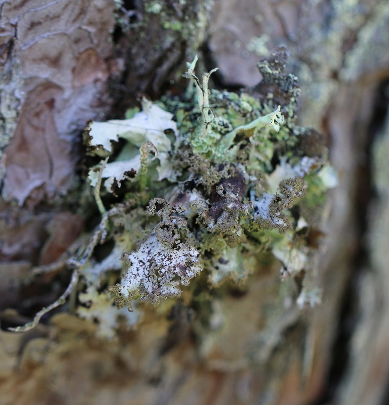 Ragged Lichen photo 7