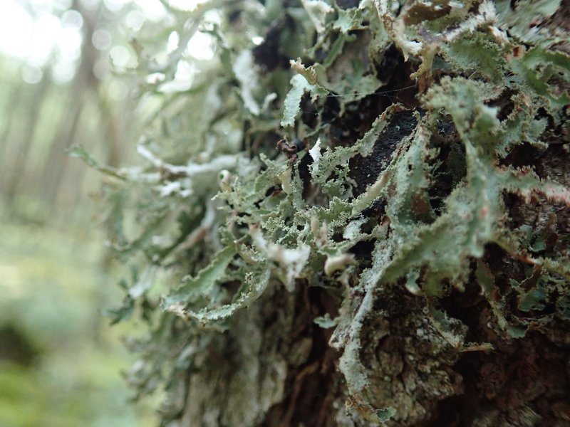Herre'S Ragged Lichen