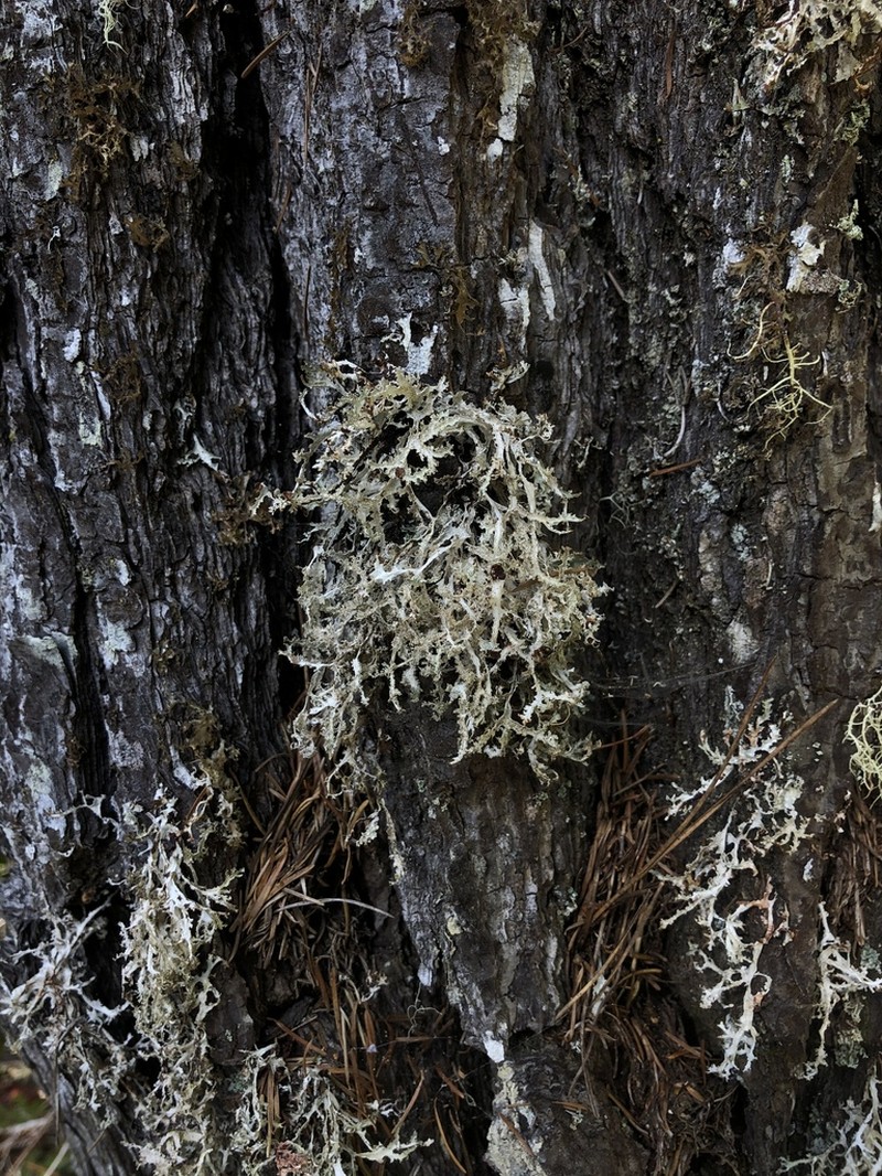 Herre'S Ragged Lichen photo 2