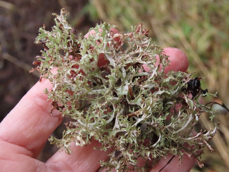Herre'S Ragged Lichen photo 3