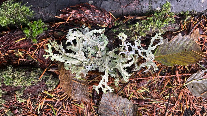 Herre'S Ragged Lichen photo 4